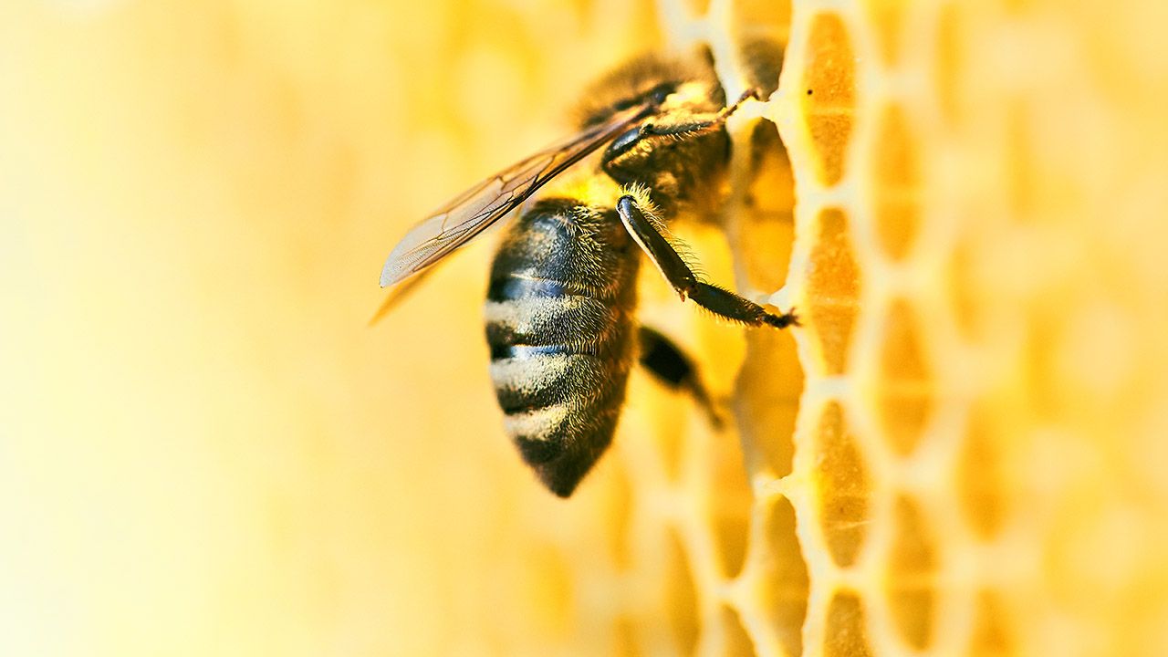 Zdaniem Parlamentu dotychczasowe działania prowadzone przez Komisję są niewystarczające (fot. Shutterstock/Aleksandr Rybalko) Zdaniem Parlamentu dotychczasowe działania prowadzone przez Komisję są niewystarczające (fot. Shutterstock/Aleksandr Rybalko)