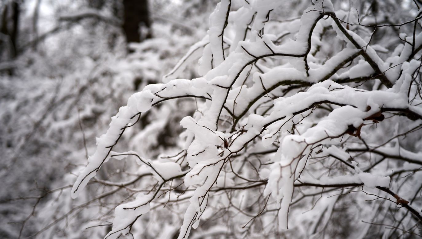 Pokrywa śnieżna może się utrzymać (fot. Shutterstock)