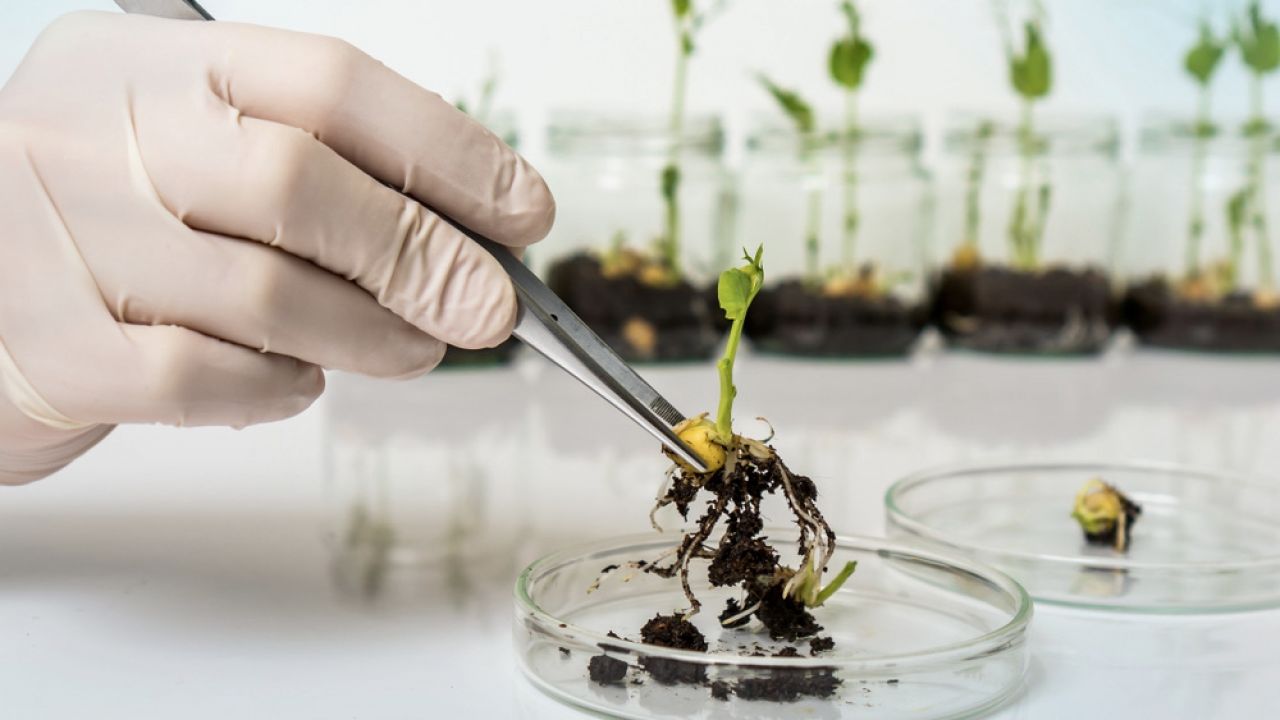 Polska importuje rocznie ok. 2,5 mln ton genetycznie modyfikowanej śruty sojowej (fot. Shutterstock/andriano.cz, zdjęcie ilustracyjne) Polska importuje rocznie ok. 2,5 mln ton genetycznie modyfikowanej śruty sojowej (fot. Shutterstock/andriano.cz, zdjęcie ilustracyjne)