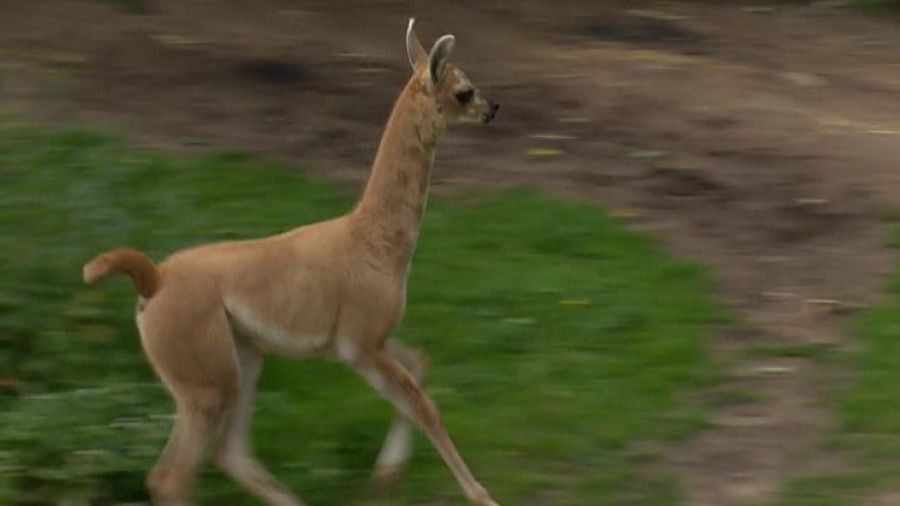 W myślęcińskim zoo przybywa nowych mieszkańców 