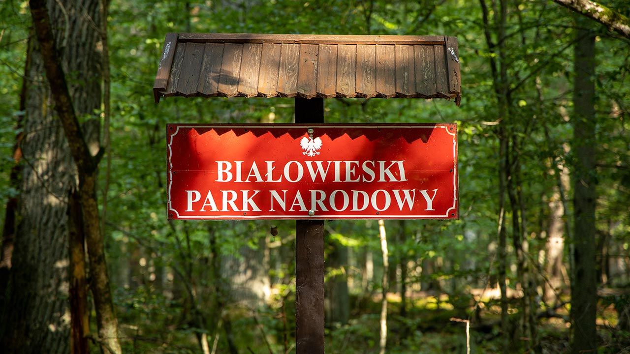 Polska jest w europejskiej czołówce, jeśli chodzi o powierzchnię lasów (fot. Shutterstock)
