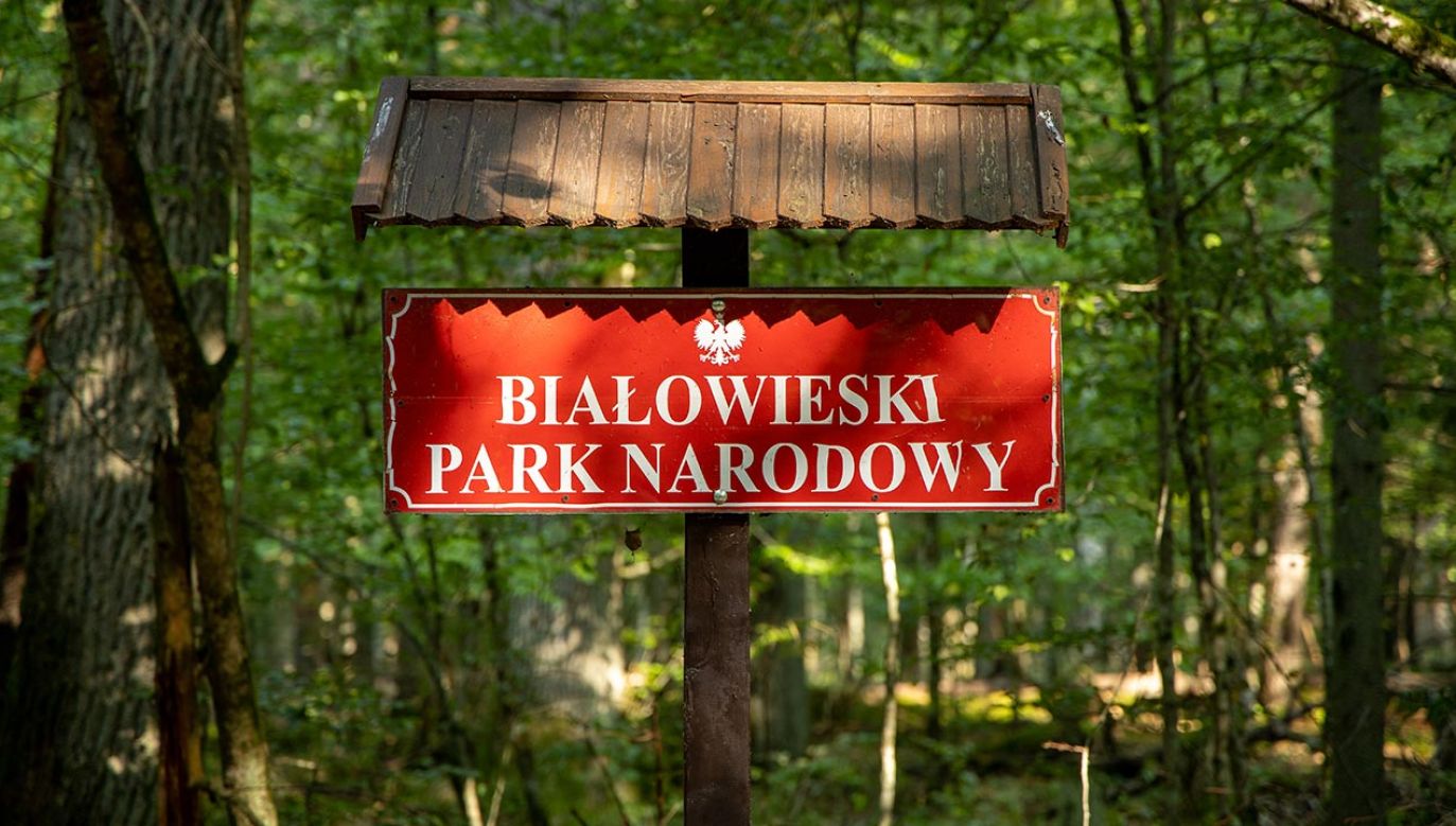 Polska jest w europejskiej czołówce, jeśli chodzi o powierzchnię lasów (fot. Shutterstock)