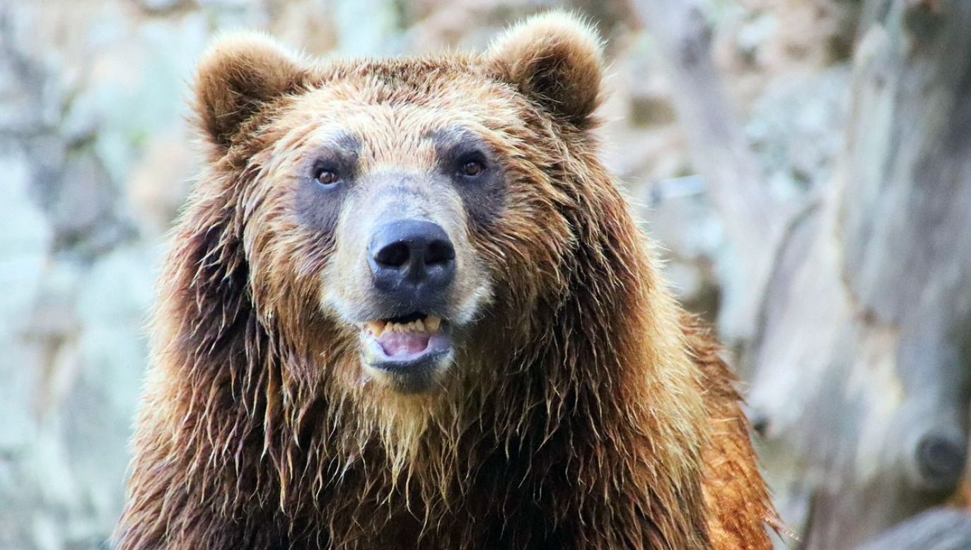 Po ataku niedźwiedź uciekł w las (fot. Pixabay)