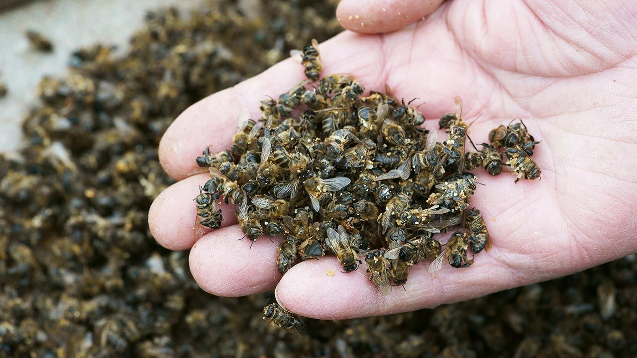 Jedną z przyczyn umierania jest nektar z lipy srebrzystej (fot. Shutterstock/ ZhdanHenn) Jedną z przyczyn umierania jest nektar z lipy srebrzystej (fot. Shutterstock/ ZhdanHenn)