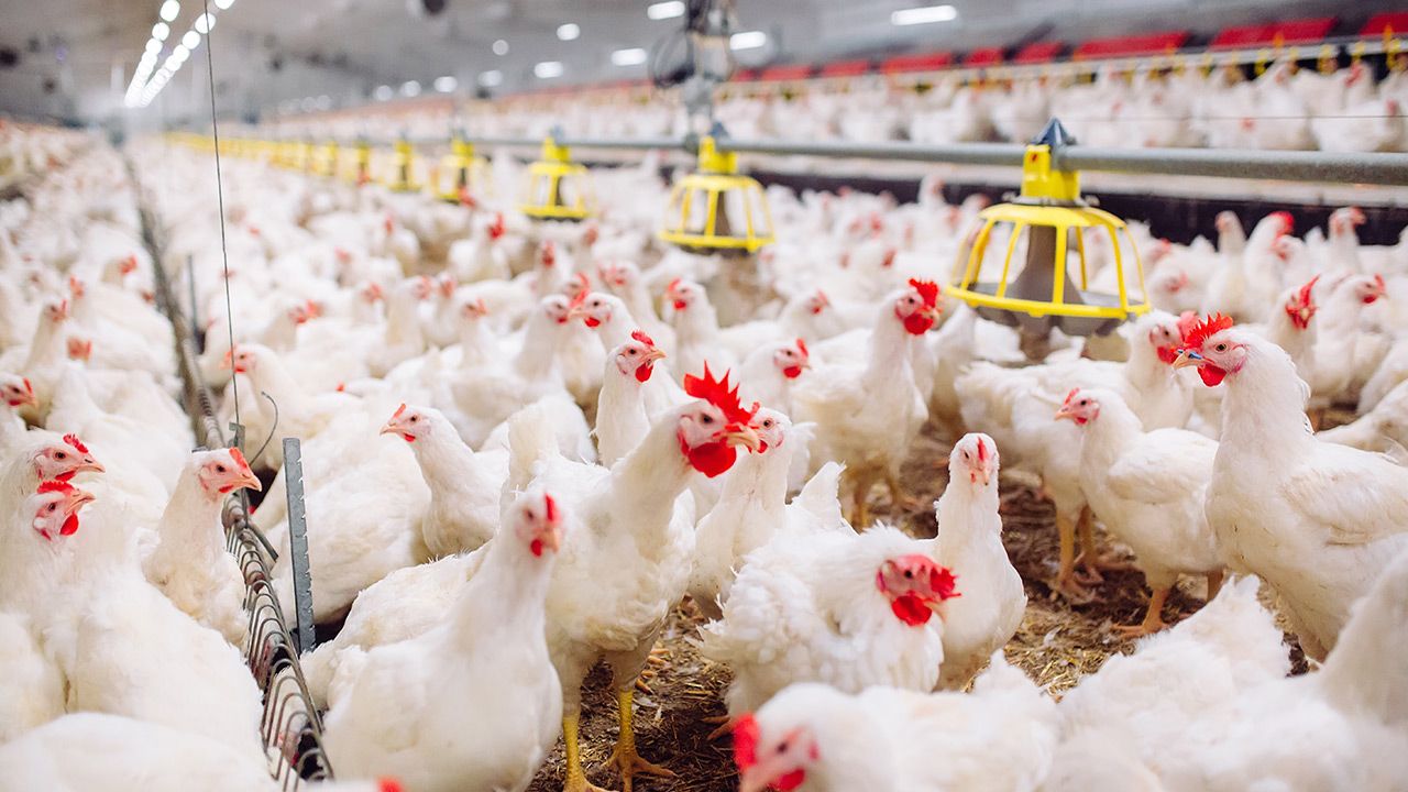 Ostatnie ognisko grypy ptaków potwierdzono 9 sierpnia br. na Mazowszu (fot. Shutterstock) Ostatnie ognisko grypy ptaków potwierdzono 9 sierpnia br. na Mazowszu (fot. Shutterstock)