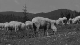 Owce w Bieszczadach