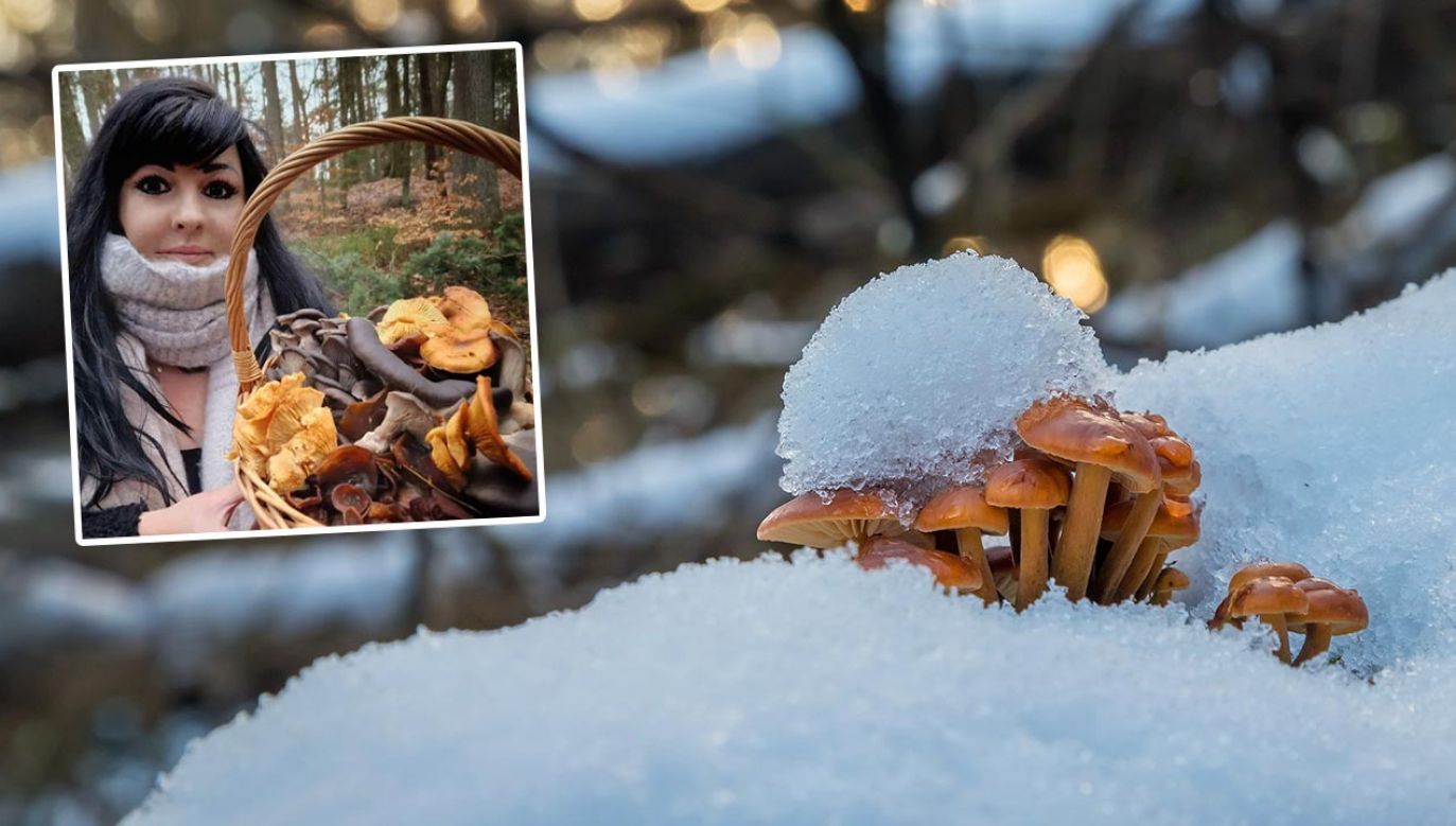 Grzyby zimowe mają właściwości prozdrowotne (fot. Shutterstock/Brum; Facebook/Leśne wojaże)
