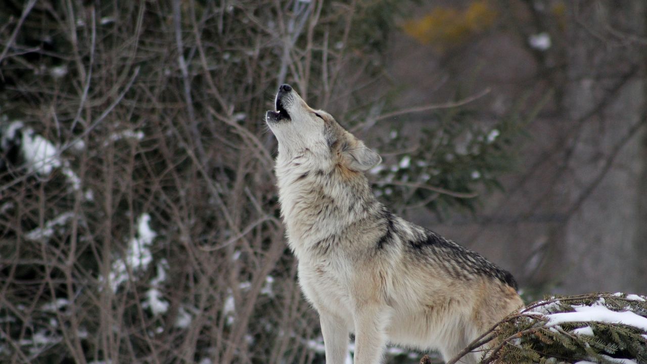 W południowo-wschodniej Polsce bytuje przeszło pół tysiąca wilków (fot. pixabay/colfelly)