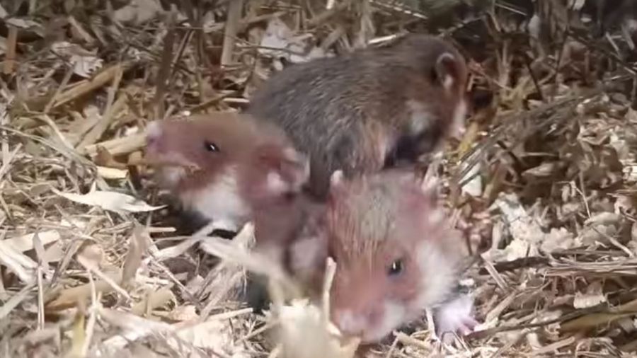 Chomik europejski, Nowe Zoo w Poznaniu, gatunek zagrożony wyginięciem (fot. FB/Zoo Poznań Official Site)