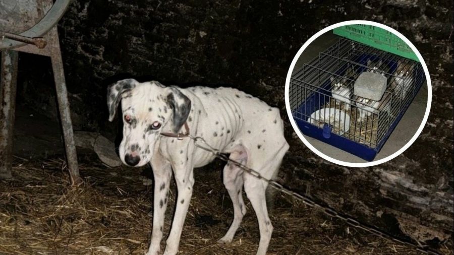 Czworonogi były m.in. głodzone. Trzy osoby oskarżone o znęcanie się nad zwierzętami ze szczególnym okrucieństwem. Zdjęcie: DIOZ - Dolnośląski Inspektorat Ochrony Zwierząt