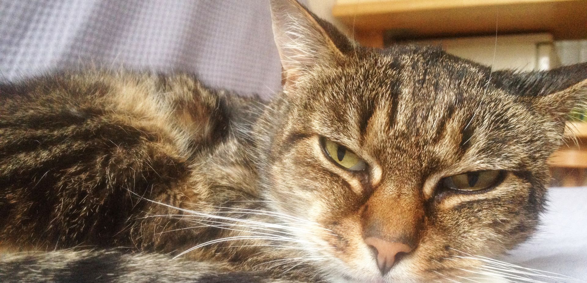 Jak Jest Po Polsku Cat Margaret Wiegel