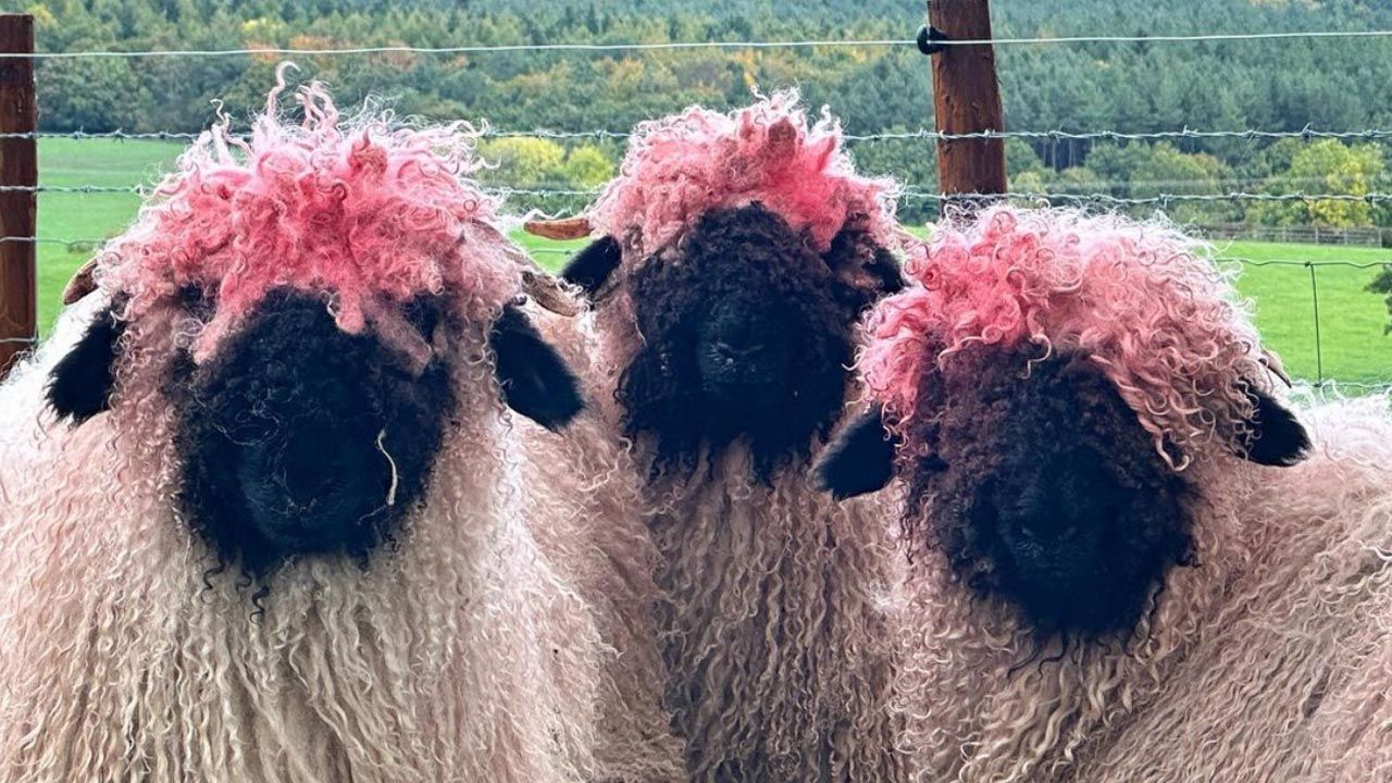 Na farmie Richarda Nicholsona żyją owce walizerskie (fot. Instagram/farmer_richard_) Na farmie Richarda Nicholsona żyją owce walizerskie (fot. Instagram/farmer_richard_)