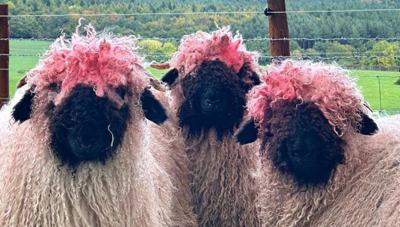 Na farmie Richarda Nicholsona żyją owce walizerskie (fot. Instagram/farmer_richard_)