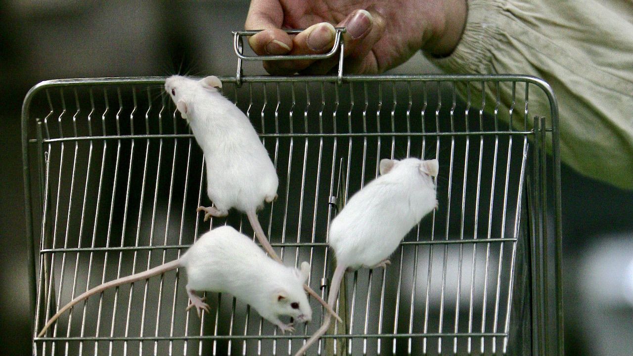 Chińscy uczeni uzyskali pierwsze mysie potomstwo bez jakiegokolwiek zapłodnienia (fot. China Photos/Getty Images)