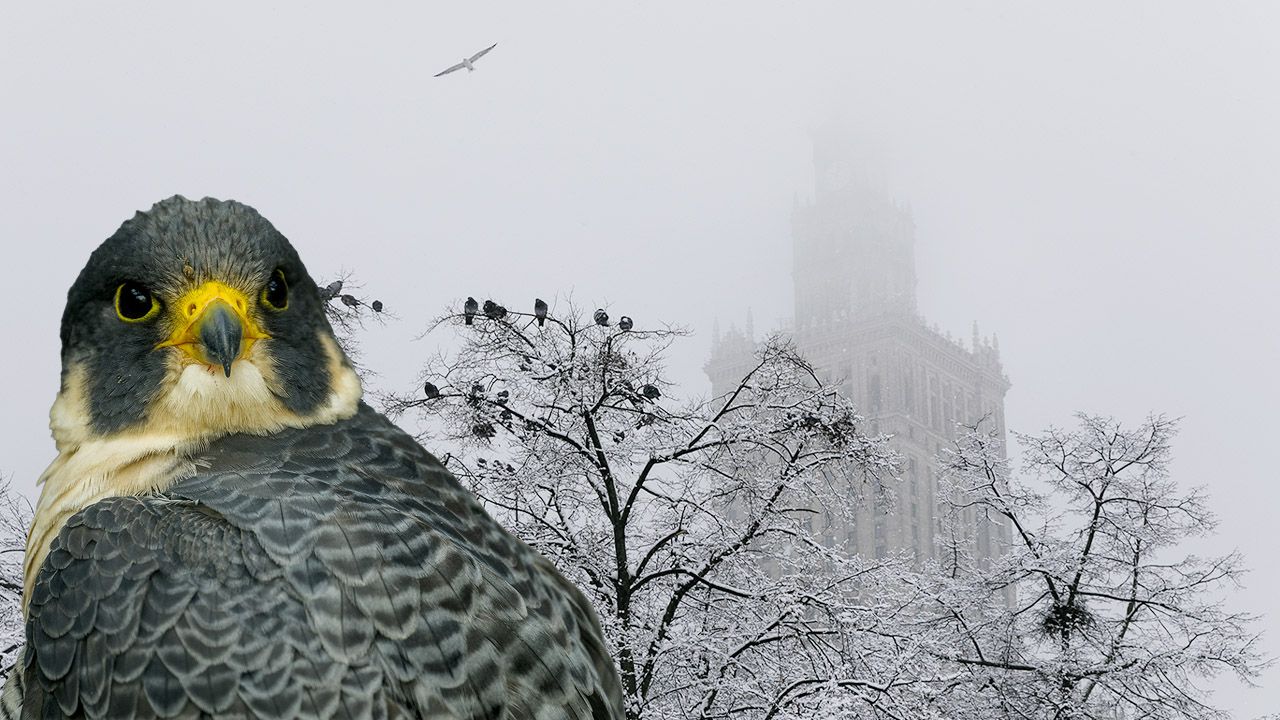 Słynna sokolica z PKiN odeszła. Jej perypetie śledziły tysiące osób