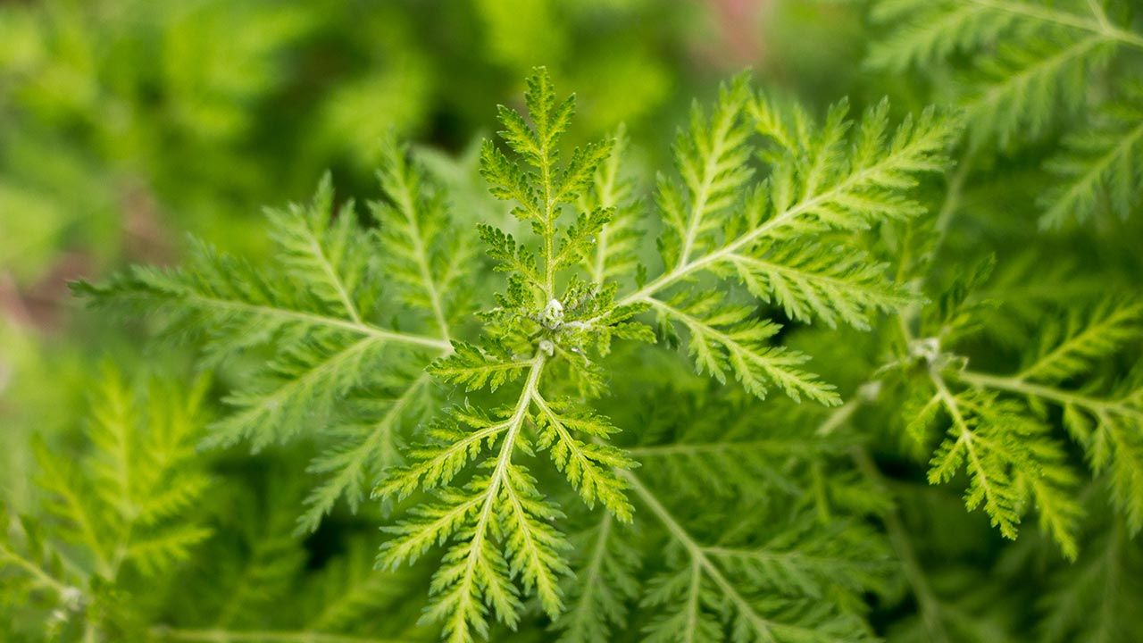 Bylica roczna (Artemisia annua) występuje głównie w Azji, Ameryce Południowej i w Europie (fot. Shutterstock/JiaCheng Zhao) Bylica roczna (Artemisia annua) występuje głównie w Azji, Ameryce Południowej i w Europie (fot. Shutterstock/JiaCheng Zhao)