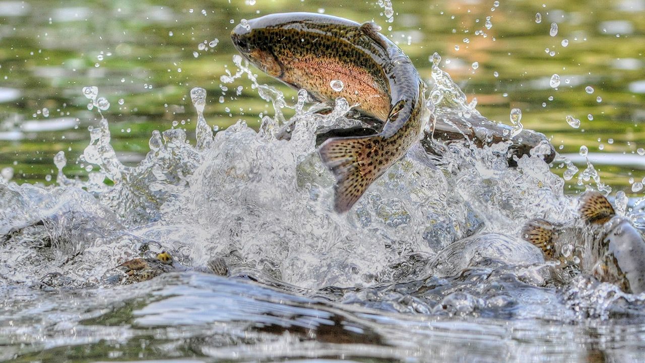 Ryby uzależniają się od narkotyków (fot. Shutterstock) Ryby uzależniają się od narkotyków (fot. Shutterstock)