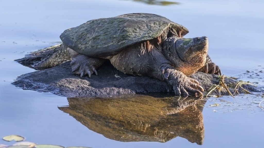 Żółw jaszczurowaty, zwany również skorpuchą jaszczurowatą został znaleziony na terytorium województwa mazowieckiego. Fot. Brian Lasenby/Shutterstock