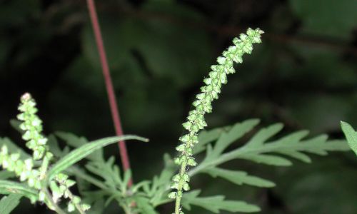 Ambrozja bylicolistna (Ambrosia artemisiifolia) to niszczyciel upraw. Fot. Autorstwa G.-U. Tolkiehn - Praca własna, CC BY 2.5, https://commons.wikimedia.org/w/index.php?curid=1133719