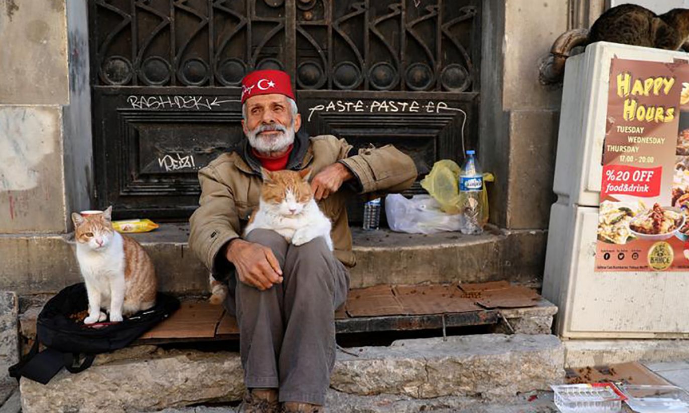 Турецкий город прославившийся кошками. Стамбульские коты. Кошки в Стамбуле. Кошки на улицах Стамбула. Турция кошки на улице.