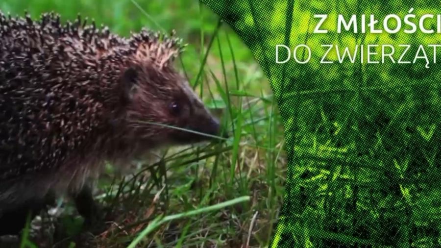 Z miłości do zwierząt