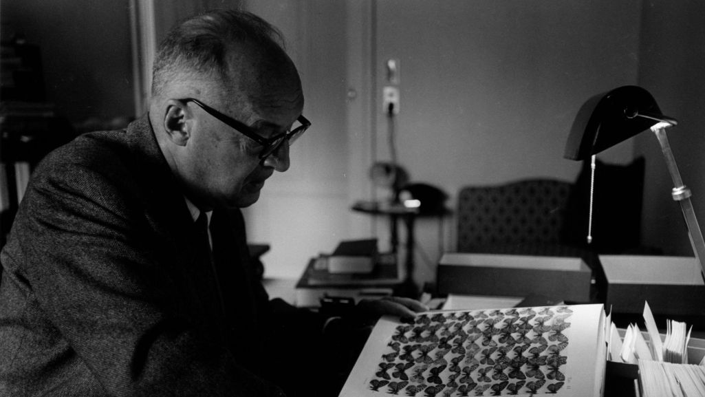 Vladimir Nabokov analizuje wykres motyli, siedząc przy swoim biurku w hotelu Montreux Palace w Szwajcarii. Fot. Horst Tappe/ Contributor/ Getty Images