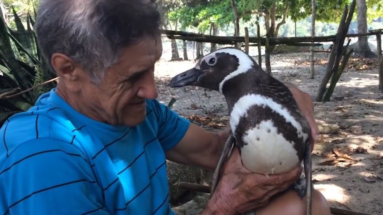 Joao Pereira de Souza uratował pingwina w 2011 r.(fot. youtube.com)