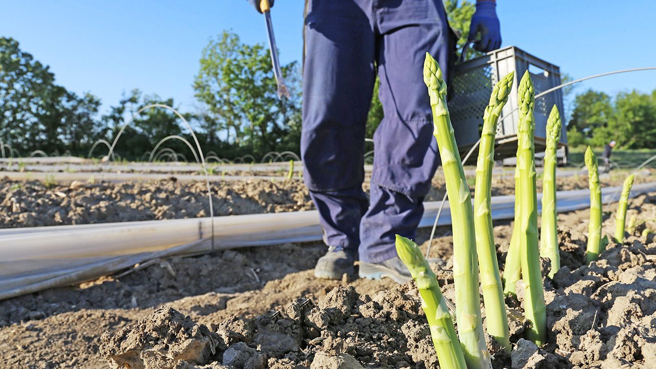 Za naszą zachodnią granicą rozpoczyna się sezon na szparagi (fot. Shutterstock) Za naszą zachodnią granicą rozpoczyna się sezon na szparagi (fot. Shutterstock)