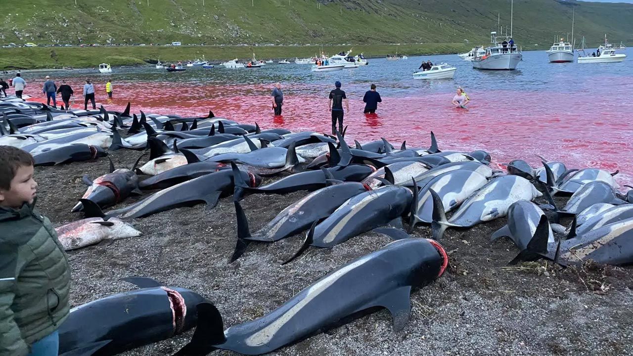 Delfiny leżały w mękach przez wiele godzin, zanim zostały dobite (fot. seashepherd.org) Delfiny leżały w mękach przez wiele godzin, zanim zostały dobite (fot. seashepherd.org)