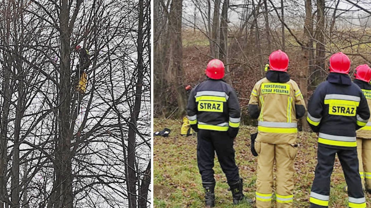Strażacy długo nie mogli dotrzeć do wystraszonego zwierzaka (fot. Facebook/OSP KSRG Lipnica Murowana) Strażacy długo nie mogli dotrzeć do wystraszonego zwierzaka (fot. Facebook/OSP KSRG Lipnica Murowana)