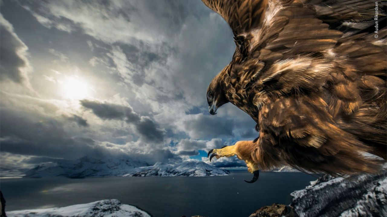 Audun Rikardsen cierpliwie czekał na dobry kadr (fot. TT/Wildlife Photographer of the Year/Audun Rikardsen) Audun Rikardsen cierpliwie czekał na dobry kadr (fot. TT/Wildlife Photographer of the Year/Audun Rikardsen)