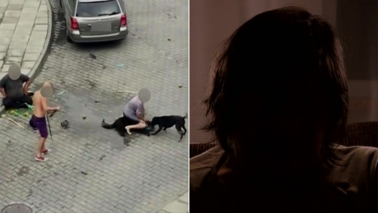 alarm pitbull rozszarpal psa na
