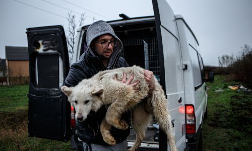 –	Animals from the shelter in Irpin evacuated to Uzhhorod. In the photo, one of the dogs with volunteer Vadim Sviridov. Photo: Serhii Hudak / Zuma Press / Forum