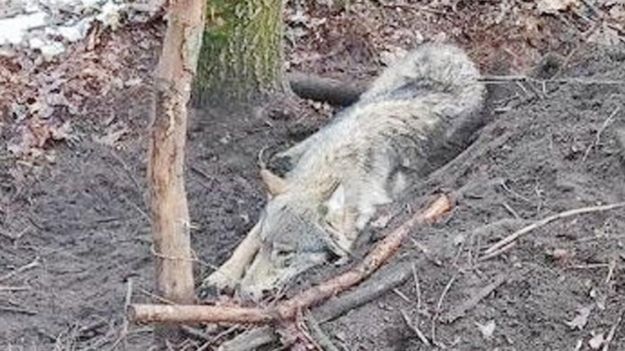 Wilk trafił do ośrodka rehabilitacji dla dzikich zwierząt (fot. Policja)